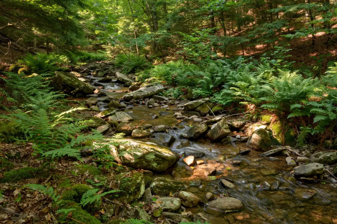 Rocky creek flowing through a forest